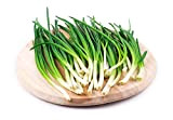 Semi di erba cipollina cinese 1000Pcs Semi di ortaggi vegetali di cipolla verde delizioso giardino da giardino