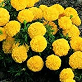 . Semi di Fiore: Marigold-Dhan Basanti Adatto a Tutti i Clima (5 Pacchetti) Semi Piante da Giardino