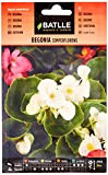 Semi di Fiori - Begonia Semperflorens variata - Batlle