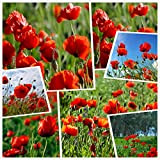 Semi di fiori di papavero rosso mais (10g = 80000+) Semi di fiori da esterno facili da vivere Primavera e ...