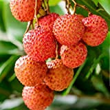Semi di frutta fresca con 20 pezzi di semi di Litchi Liquique Lychee Garden Bonsai piantare una pianta rara di ...