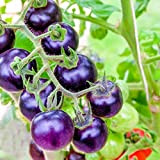 Semi di frutta fresca con 20 pezzi / sacchetto Semi di pomodoro Nutriente fai-da-te Succoso viola ciliegino pomodoro frutta Semi ...