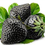 Semi di frutta fresca con 200 pezzi rari semi di fragola nera Bonsai delizioso giardino da frutto Pianta Decor per ...