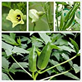 Semi di gombo (biologico) -Corno di mucca Clemson Heirloom Non OGM 25+ semi Okra Garden (verde)