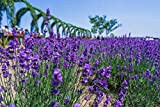 Semi di lavanda inglese Vera Herb Flower Seeds (10g = 10000) Semi di piantagione all'aperto (Lavandula angustifolia Mill)