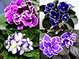 Semi di Matthiola Incana 30+ colori della miscela Semi di fiori viola Cornuta (Matthiola incana) per giardino domestico Piantagione di ...
