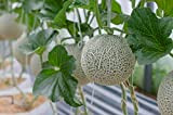 Semi di melone cantalupo - 40 semi Sweet Fruit Melon Garden Plant