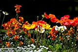 Semi di papavero della California - Mission Bells Mix, confezione perenne di fiori selvatici da 10G (80000+) semi (10g (80000+) ...