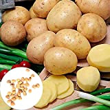Semi di patate, patate 10Pcs Semi nutriente Delicious sano d'oro Patate Vegetable Seeds per Ideal Outdoor giardinaggio regalo