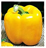 Semi di peperone quadrato d asti giallo - verdure - capsicum annuum - 400 sementi approssimativamente - i migliori semi ...