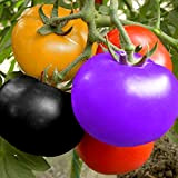 Semi di piante da frutta, 200pcs Rainbow Tomato Seeds Delicious Fruit Vegetable Plant Home Decor