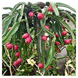 Semi di Pitaya, semi di frutta rossi circa 30 pezzi