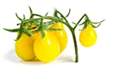 Semi di pomodoro di pera gialla - Lycopersicon esculentum