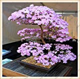 Semi di Sakura giapponese dell'albero dei bonsai. Rari fiori di ciliegio giapponese Semi di fiori in bonsai, rosa Prunus Serrulata 15 ...