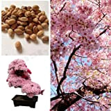 Semi di Sakura giapponesi rari Semi di fiori di ciliegio Piante bonsai per casa e amp; Garden 15 semi K58