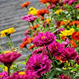 Semi di zinnia per piantare all'aperto Ogni confezione (2000+) Semi Colori misti Giardino Semi di fiori recisi di gioventù e ...