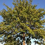 Semi e Farms (Quercus palustris)"Il seme quercia" 25 semi