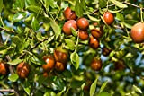 Semi Giuggiola Albero Succulente dolce in vaso bonsai o Albero Pyrus Perennia Piante Semi per la casa Garden Courtyard 5PCS