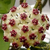 Semi Hoya, Seme in vaso, Hoya Carnosa seme di fiore piante da giardino, Piantare perenne - 20 Semi piante d'appartamento