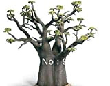 semi importati, 2 semi africano baobab semi semi bonsai Grande Fai da te qualità giardino di casa