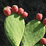 Semi indiano Fig Fico d'india (Opuntia ficus-indica) 20 + Semi