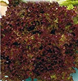Semi Lattuga Lollo Rossa - Lactuca Sativa - Semi agricoli - Lattughe - LA015 - 5000 Sementi Circa