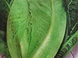 Semi lattuga romana verde degli ortolanilactuca sativa 3000 sementi circa lattughe - semi agricoli - la012