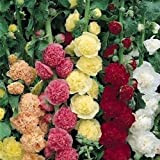 Semi Malvone Carnevale di fiori Mix (Alcea rosea) 50 + Semi