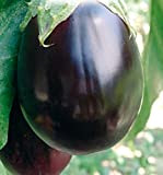 Semi Melanzana Bellezza Nera - Solanum Melongena - Semi agricoli - Melanzane - ML004