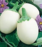 Semi Melanzana Bianca - Solanum Melongena - Semi agricoli - SF015 - Melanzane - Sementi