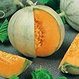 Semi Melone Cantalupo Charentais, 10 grammi