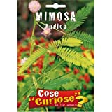 Semi - Mimosa Pudica