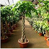 semi Pachira macrocarpa, 100% vero seme albero bonsai - 1 pc / pacchetto