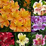 Semi per giardinaggio, 100 pezzi Alstroemeria Lily Seeds Mix Colori Fiori Casa Pianta Giardino Decor