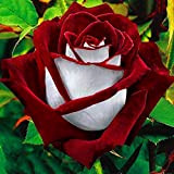 Semi per giardinaggio, 100 pezzi, rosso e bianco Osiria Ruby Rose Flower Seeds Home Garden Pot Decor Pianta