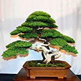 Semi per giardinaggio, 20 pezzi di pino bianco giapponese Pinus Parviflora piante verdi mini albero bonsai