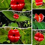 Semi per giardinaggio, 50 pezzi, rosso labbro raro fiore bonsai pianta giardino parco psicotria Elata fiore semi