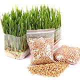 Semi per il giardinaggio, 400 pezzi/sacco di gatti erba sementi mangiare gattini piante da giardino antiossidanti animali domestici alimenti salutari