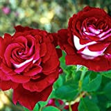 Semi per la pianta,100Pcs/Bag Semi Di Rosa Doppio Colore Fiore Raro Rosso Desktop Ornamenti Semi Di Pianta Per La Casa ...