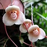 Semi per piantare, 20 pezzi adorabili rari scimmie viso orchidea semi da giardino pianta fiore bonsai Decor - Scimmia viso ...