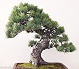 Semi Pinus Pumila Mugo bonsai pino mugo o Standard tutti i climi Piccolo