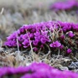 Semi Saxifraga Vestito viola di fiori (Saxifraga arendsii) 100 + Semi
