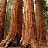 Semi Sequoia gigante albero (Sequoiadendron giganteum) 15 + Semi