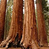 Semi Sequoia gigante albero (Sequoiadendron giganteum) 25 + Semi