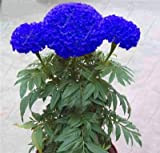 semi SVI freschi 200 pezzi Marigold Tagetes Erecta dei fiori per la semina blu