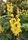 Senna didymobotrya (impianto di pop-corn) Cassia popcorn 20 semi freschi Butterfly Garden