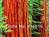 Sequoia gigante 50 Seeds - BONSAI - Sequoia Giganteum,, dono misterioso della peluche