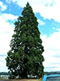 Sequoia gigante, Sequoiadendron giganteum, 100 semi di albero (Veloce, Evergreen, Bonsai)