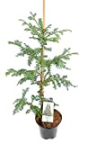 Sequoia sempervirens - Albero di mammifere, altezza totale 70-90 cm, vaso da 3 litri