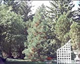 Sequoiadendron giganteum BLU Sequoia gigante semi!
